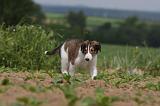 BARZOI 088